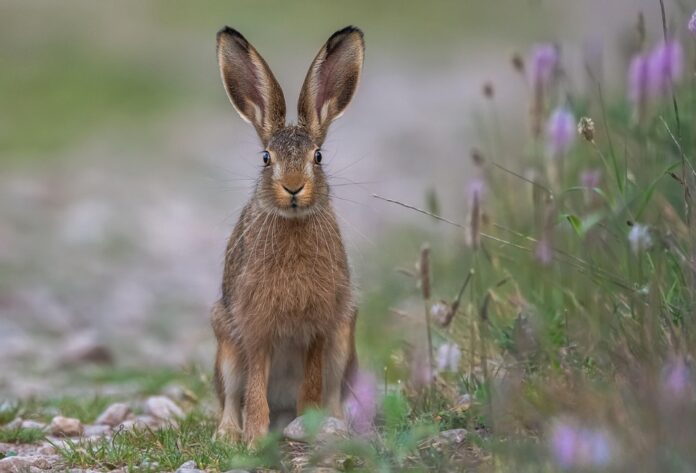 Waste Reduction in Rabbit Meat Processing Turning Byproducts Into Profits