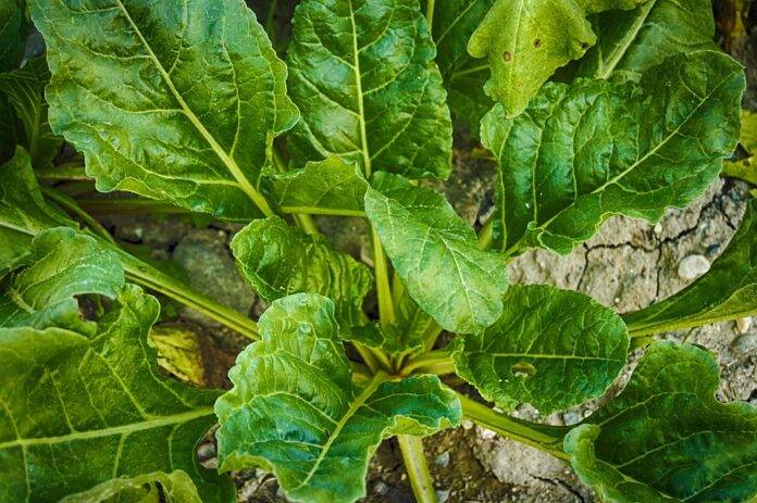 Waste Reduction in Spinach Processing Turning Byproducts Into Profits