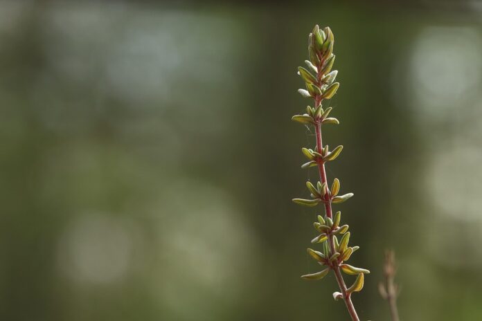 Waste Reduction in Thyme Processing Turning Byproducts Into Profits