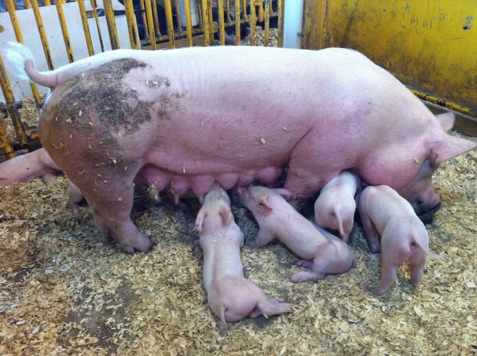 Wet feeding systems grow in large scale swine production operations