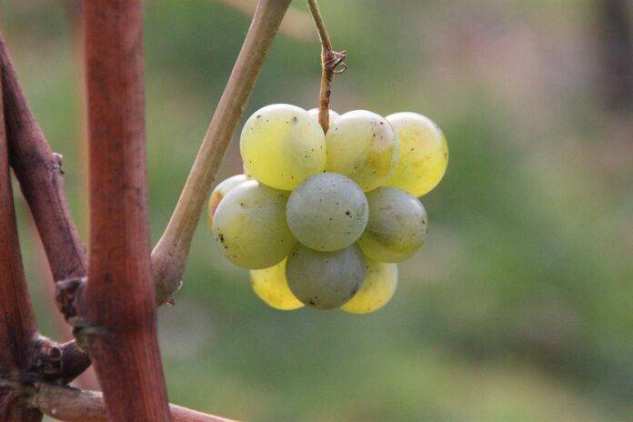 What Chardonnay brands must do to lead in a competitive white wine market