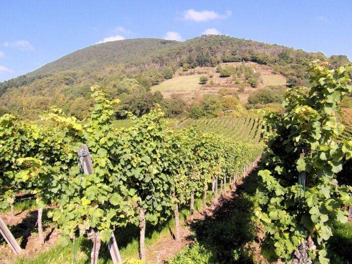What wine lovers should know about aging vintage versus non vintage bottles