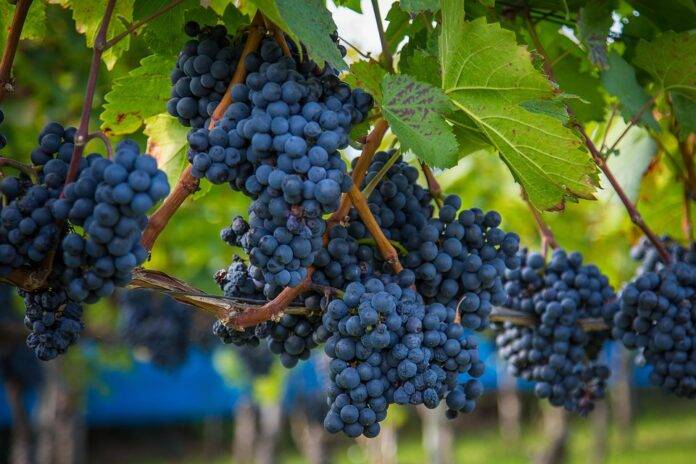 What wineries must do to balance cost branding and shelf appeal in mini formats