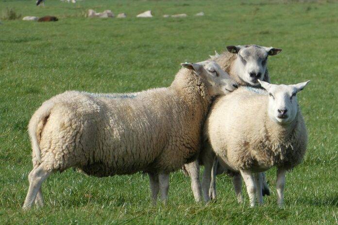 Whey in Livestock Feed Biofuels and Industrial Uses