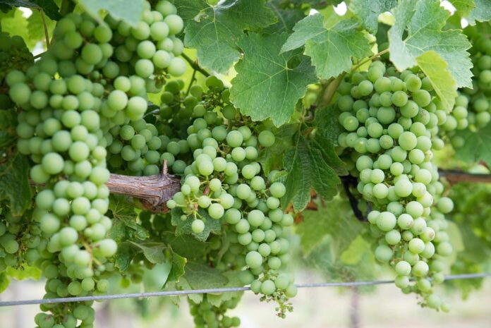 Why Chardonnay remains one of the most planted white grapes globally
