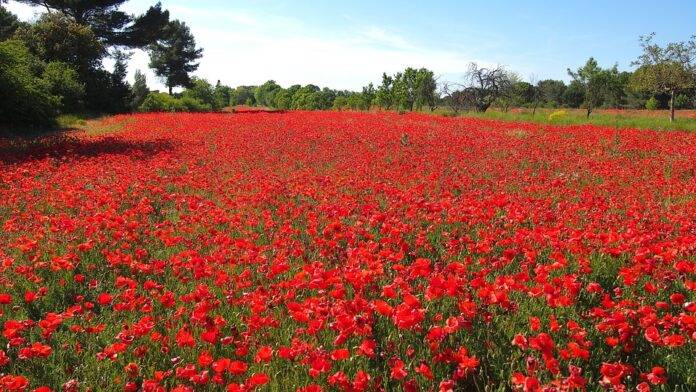 Why Provence red and white wines remain underappreciated globally