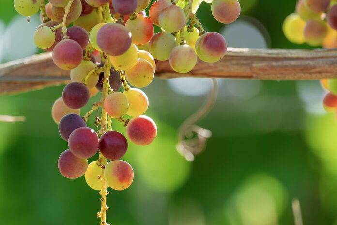 Why Rhône wines pair well with rustic dishes and Mediterranean cuisine