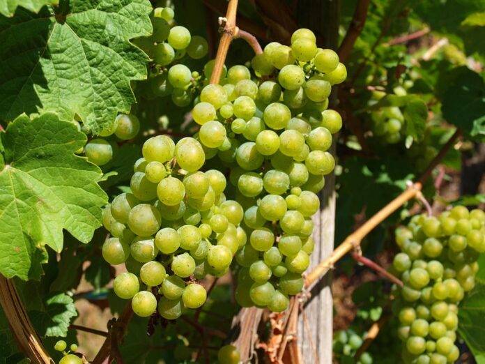 Why Riesling producers focus on transparency in sweetness and labeling