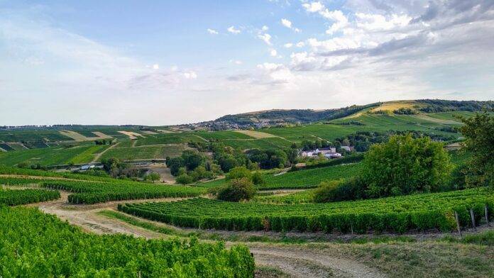 Why Sauvignon Blanc is among the most consistent white wines year over year