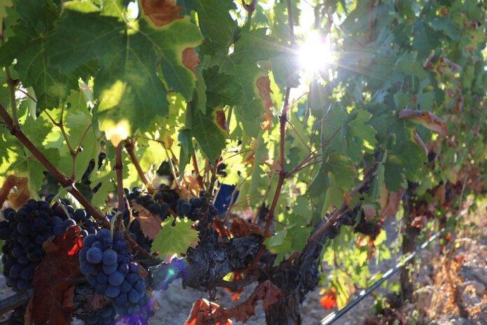 Why Syrah pairs perfectly with grilled meats game and hearty stews
