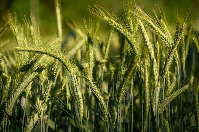 Why craft brewers experiment with ancient grains and local cereals