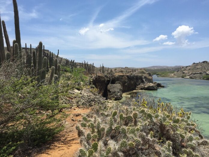 Why curaçao is famous for its vibrant color and citrus driven taste
