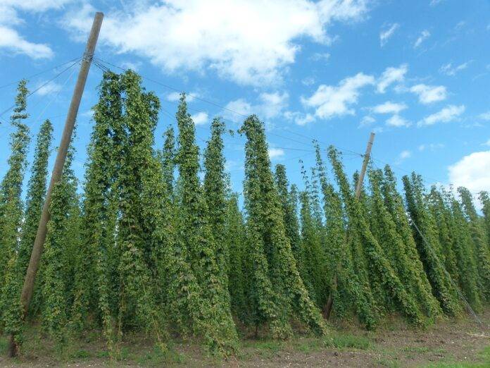 Why fresh hops and wet hops define seasonal and harvest beer releases