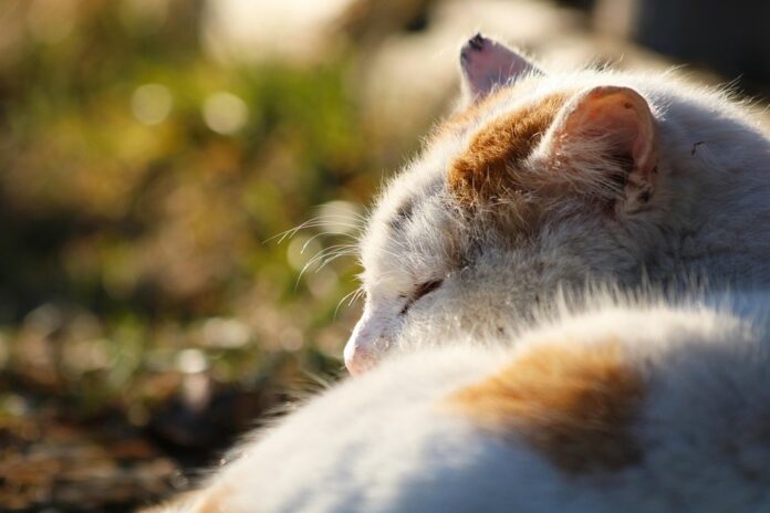 Why herbal teas with chamomile and valerian are leading sleep drink choices