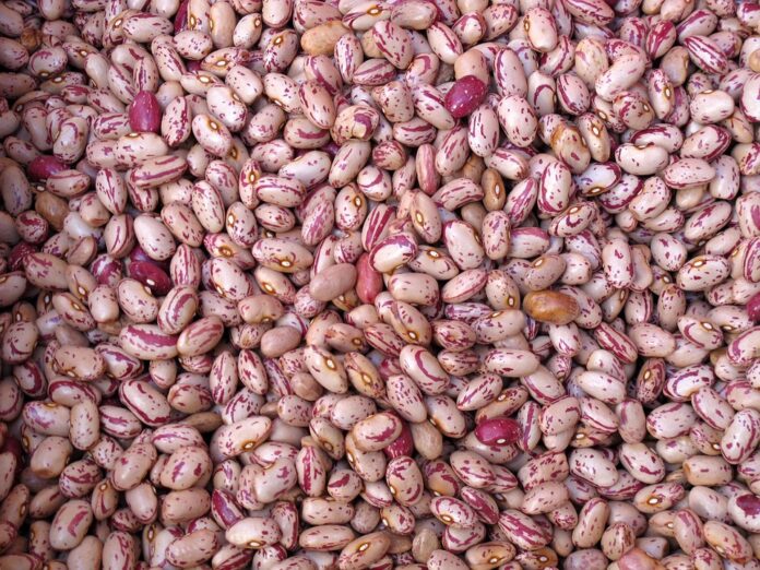 Why legumes are the foundation of the plant based beverage revolution
