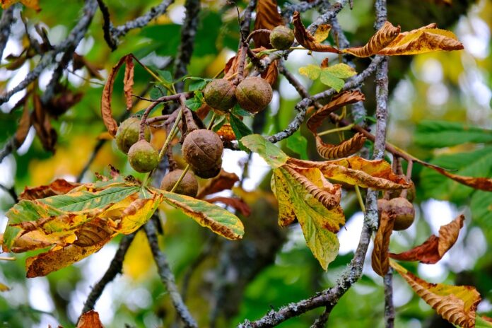 Why macadamia and hazelnut drinks are gaining premium shelf space