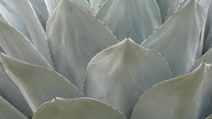 Why mezcal is considered both a cultural artifact and luxury spirit