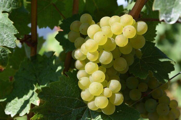 Why regenerative wine is gaining attention from climate conscious consumers