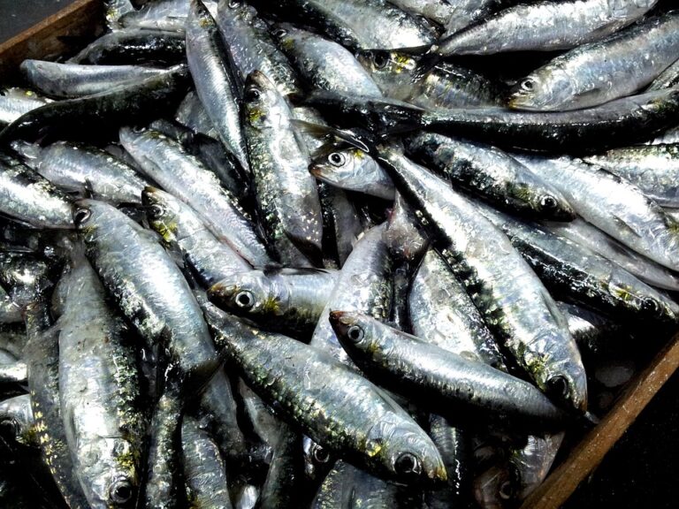 Wild-Caught vs Farmed Sardines Which Model Is More Sustainable and Profitable? Wild-Caught vs Farmed Sardines Which Model Is More Sustainable and Profitable?