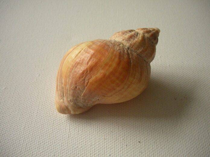 Wild-Caught vs Farmed Whelks Which Model Is More Sustainable and Profitable?
