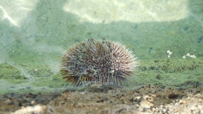 Wild-Harvested vs Farmed Sea Urchins Which Model Is More Sustainable and Profitable?