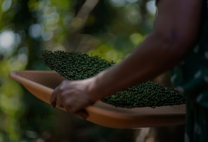 ​
Sustainability in Black Pepper Farming Reducing Environmental Impact and Enhancing Soil Health