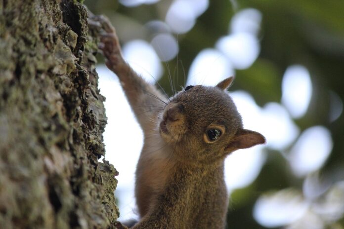 ​
Sustainability in Macadamias Farming Reducing Environmental Impact and Enhancing Soil Health