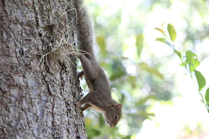 ​
Top Macadamias Exporting and Importing Countries Who Controls the Market