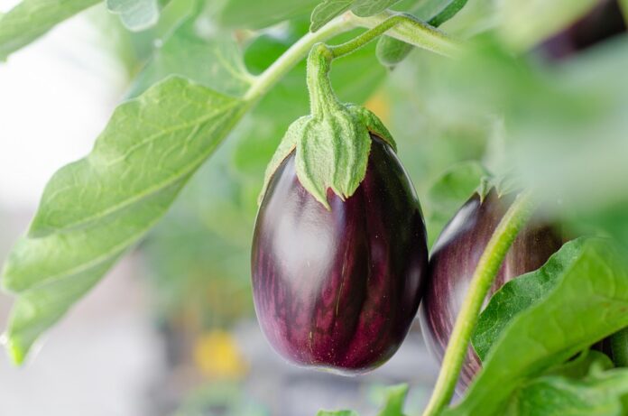 The top 10 leading countries in eggplant supply chain exports