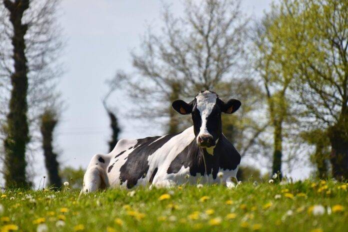 Cold Chain Logistics for Fresh and Processed Dairy Distribution