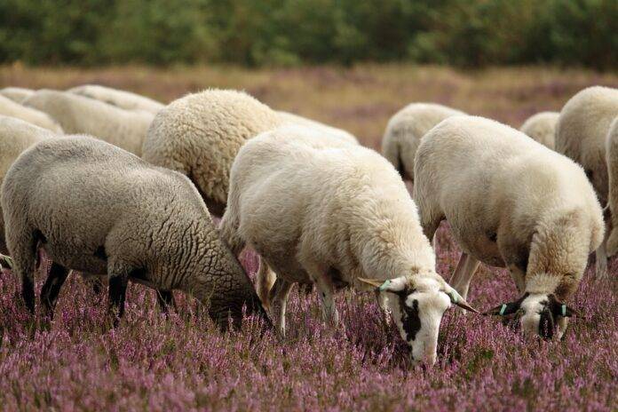 Cold chain systems for frozen and chilled sheep meat exports