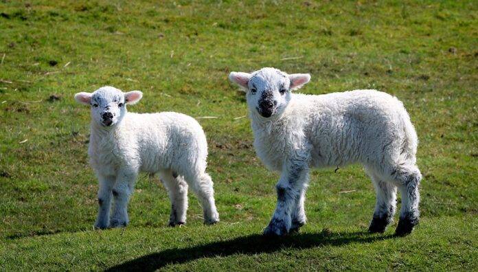 Digital Supply Chains Tracking Lamb from Farm to Fork