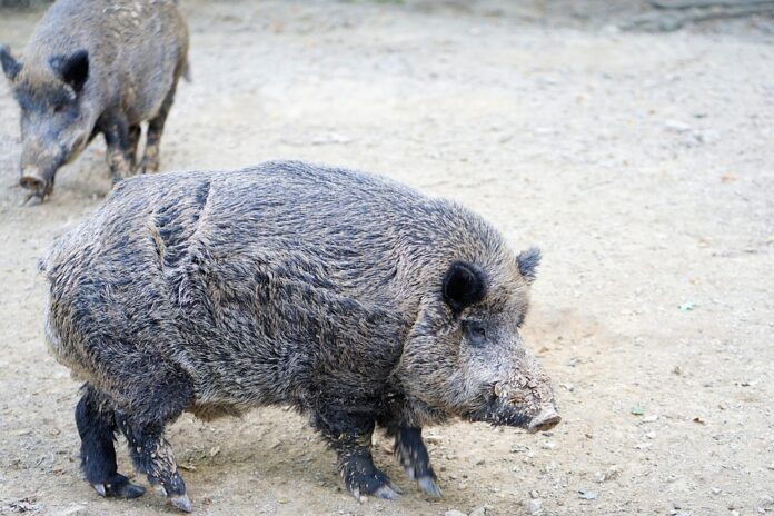 E-commerce and digital platforms reshaping swine meat distribution