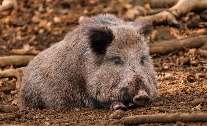 Export compliance and traceability systems in global swine trade