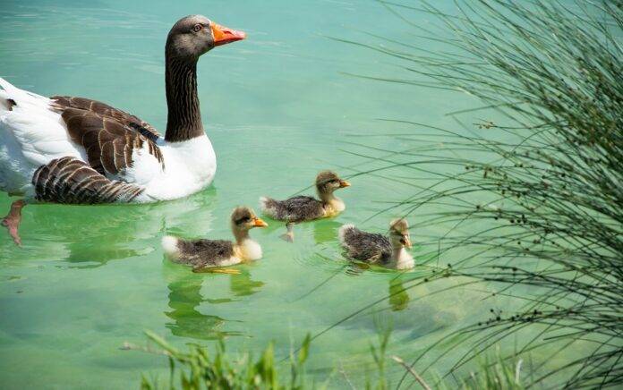 Global duck production trends and emerging producer regions