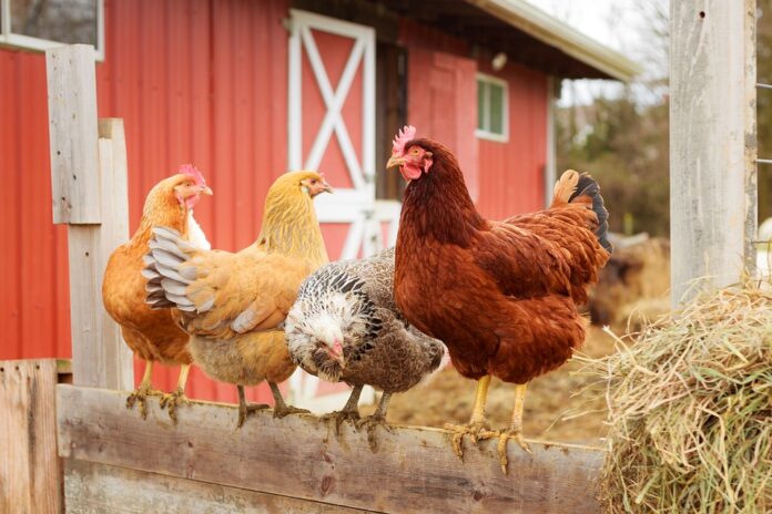 Global poultry feed ingredient sourcing and price trends