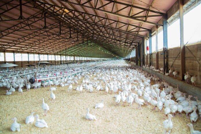 Global poultry industry outlook and forecasts to 2030