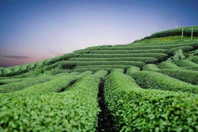 How flavors like honey citrus and ginseng complement green tea