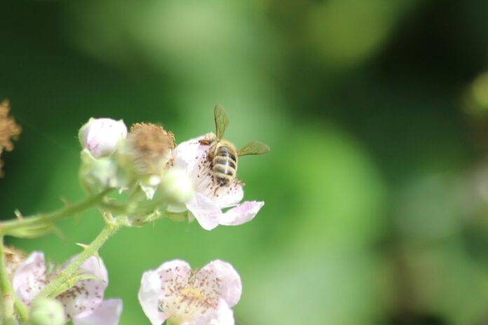How refrigeration and aseptic packaging affect nectar drink shelf life