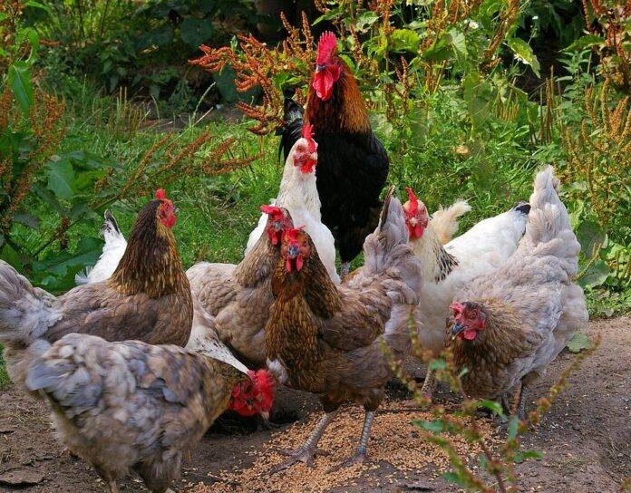 Leading packaging formats for global poultry exports