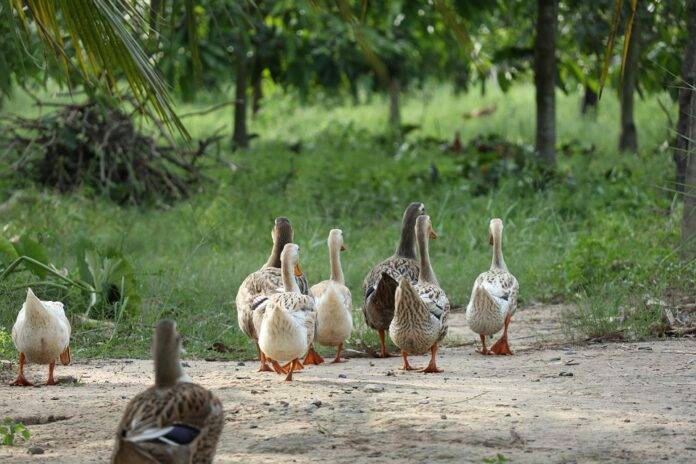 Online platforms transforming global duck meat trade and delivery