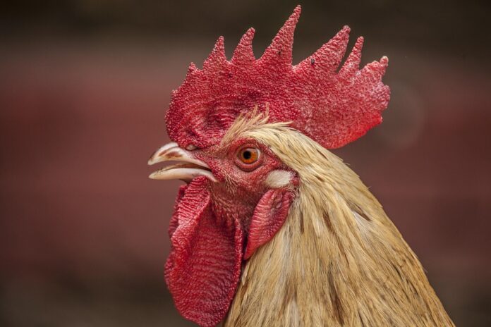 Packaging innovations for whole chicken and cut chicken products
