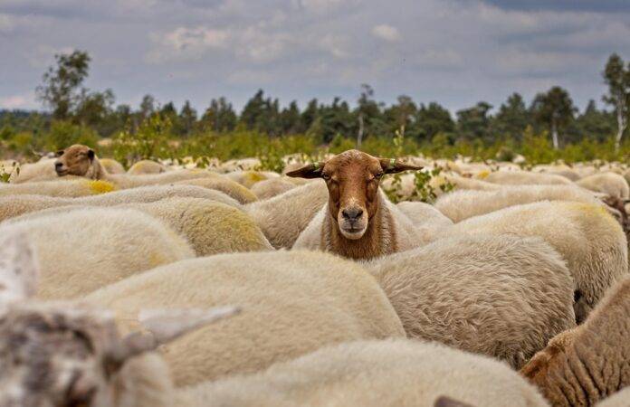 Popular sheep meat cuts and their export distribution formats
