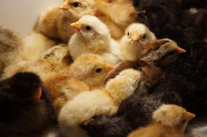 Poultry product innovation in ready to eat and snack segments