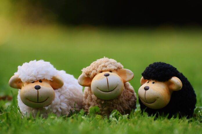 Regulatory frameworks and labeling for halal sheep meat trade