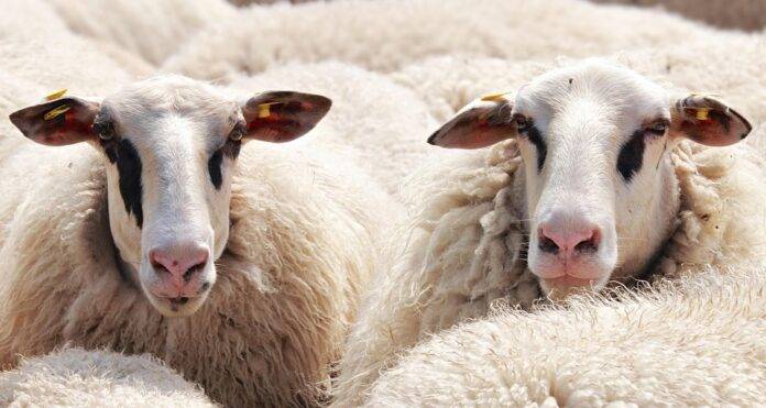 Supermarket retailing strategies for fresh and frozen sheep meat