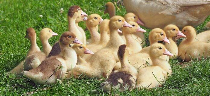 Sustainable poultry certifications and traceability initiatives