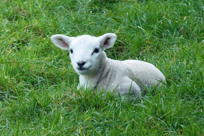 The Rise of Grass-Fed and Organic Lamb in Global Markets