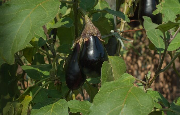 The top 10 African countries exporting eggplants