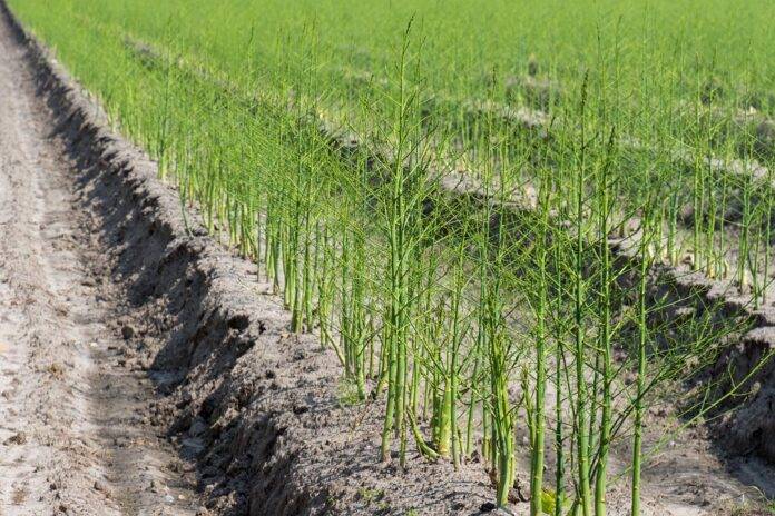 The top 10 asparagus brands in the world